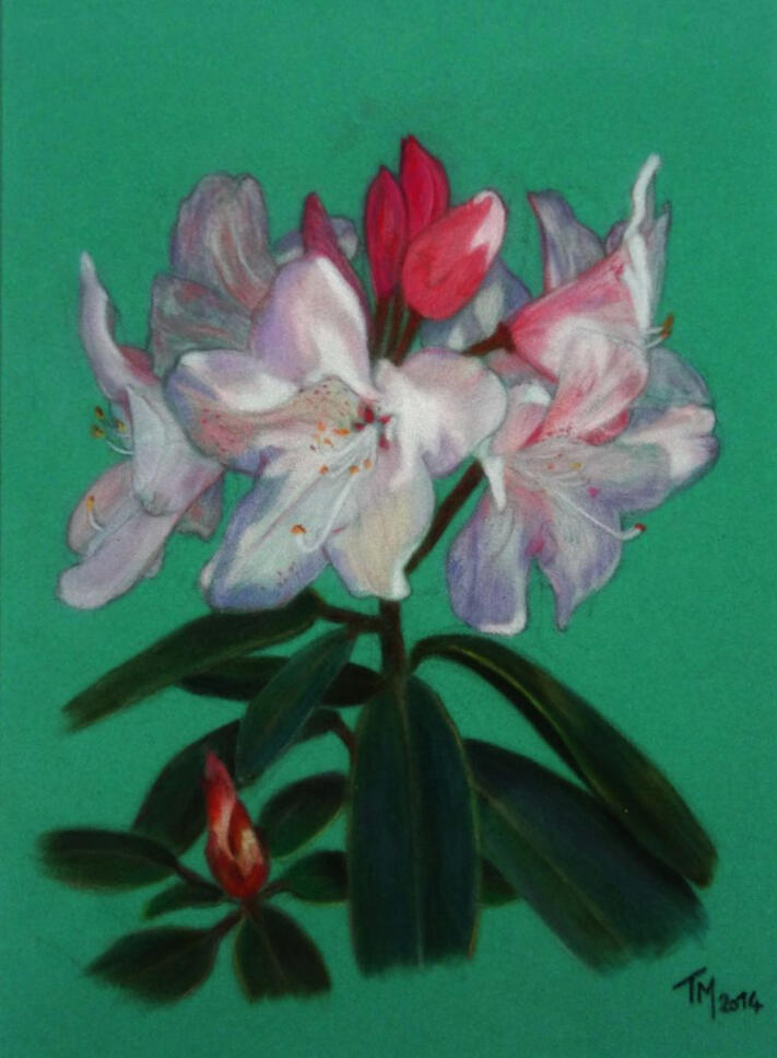 thierry mejean dessin art artiste peinture pastel